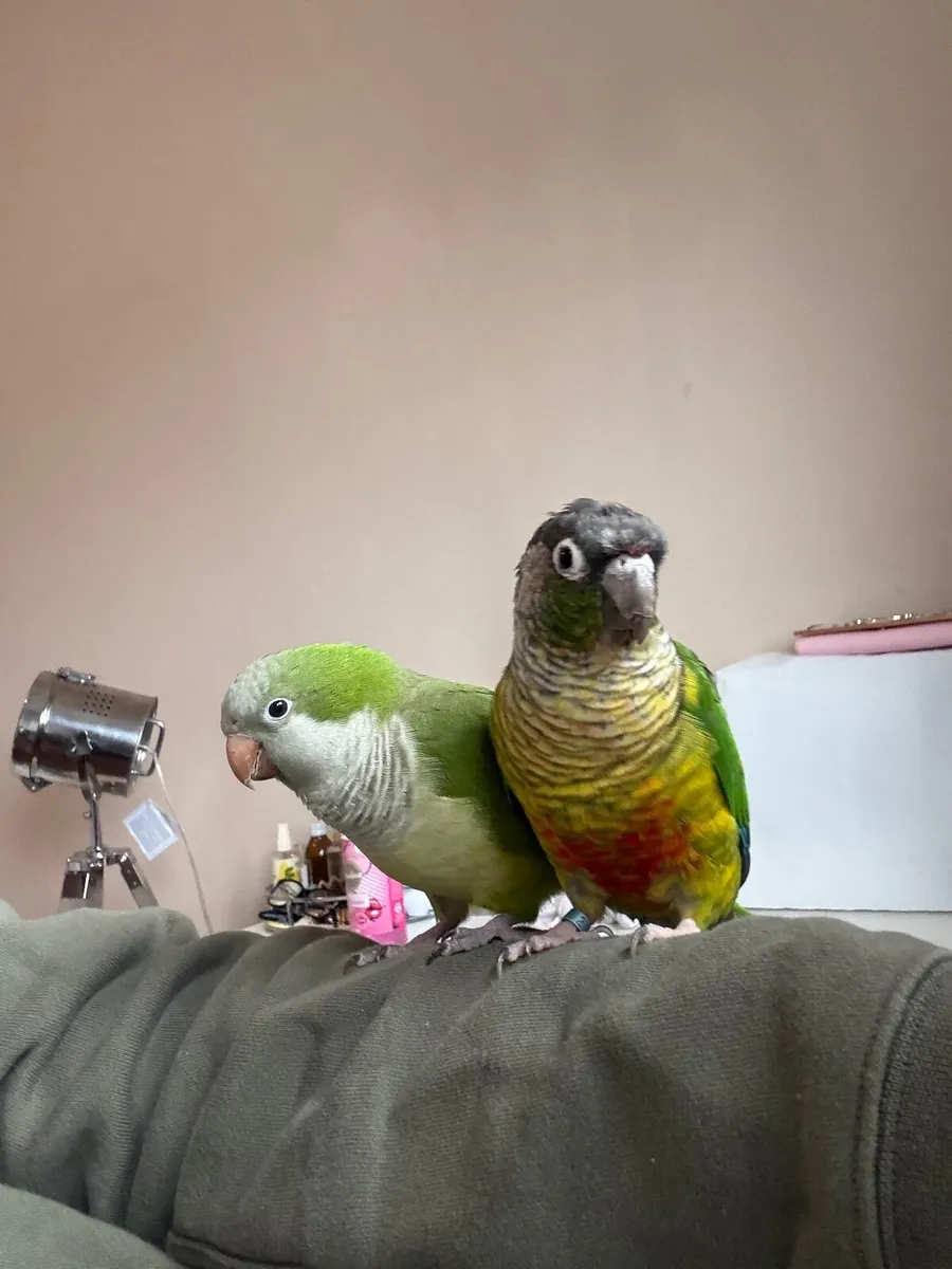 Lovebird pair /Quaker and concure - Image 3