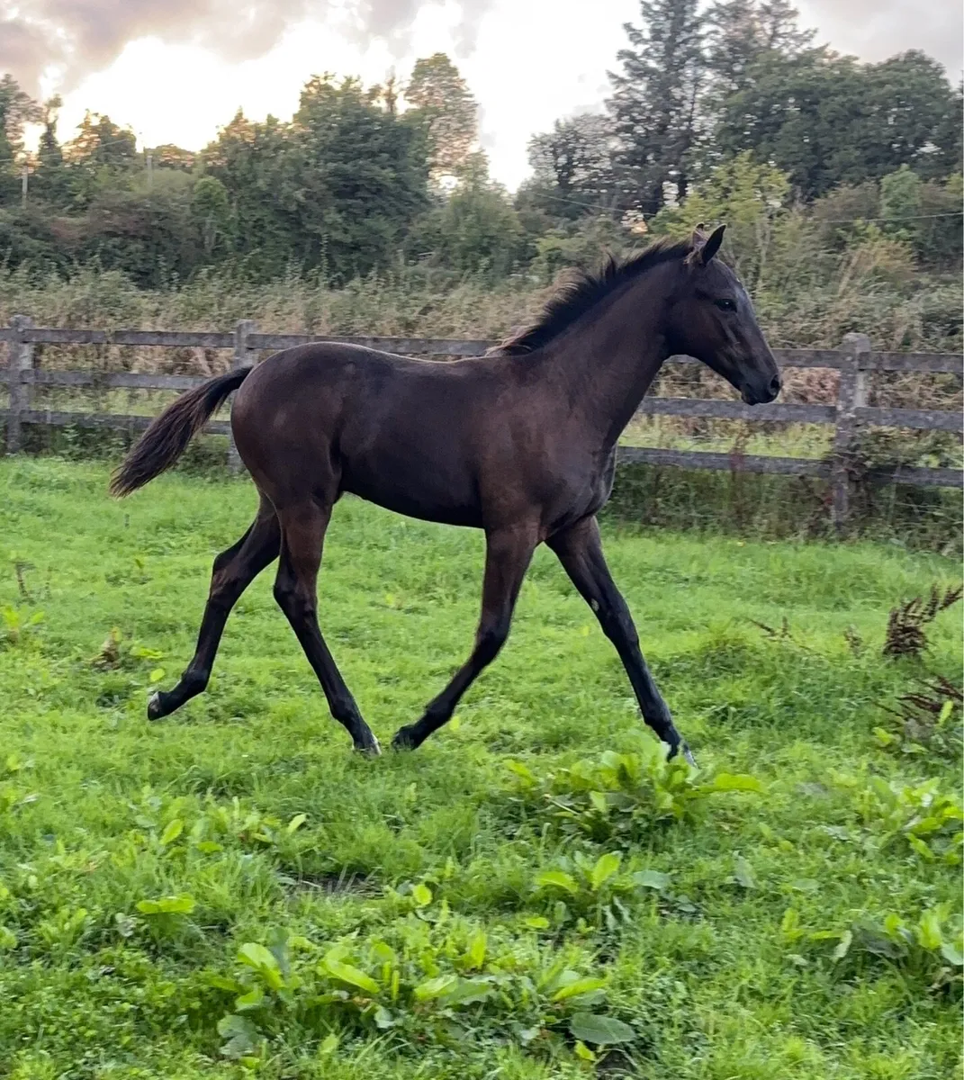 Kopperfield X Lancelot colt - Image 1