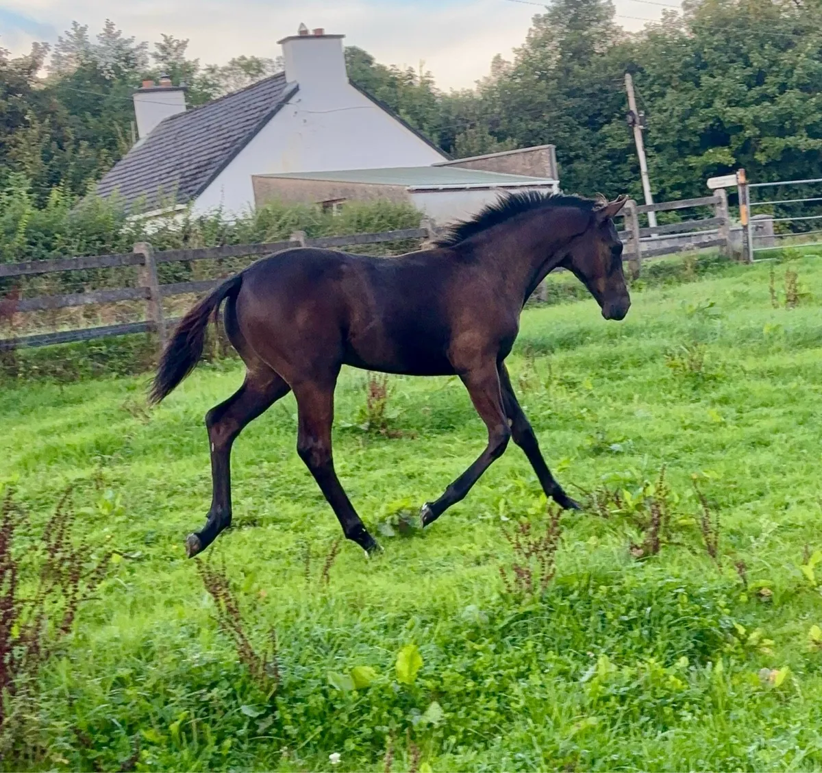 Kopperfield X Lancelot colt - Image 2