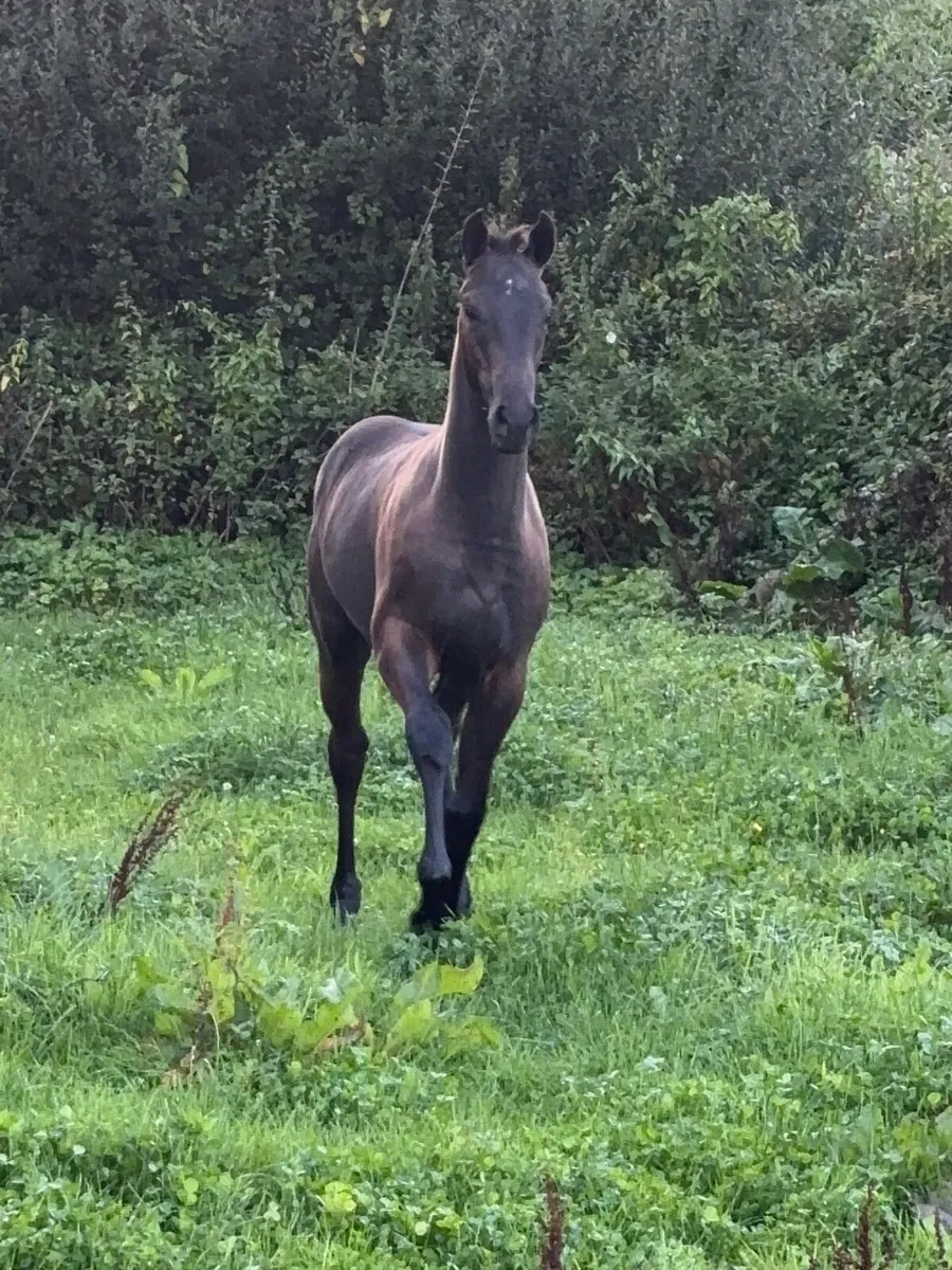 Kopperfield X Lancelot colt - Image 3