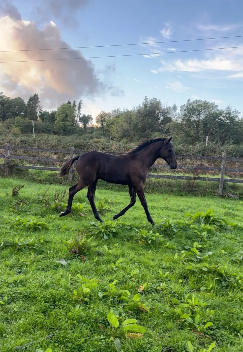 Kopperfield X Lancelot colt - Image 4