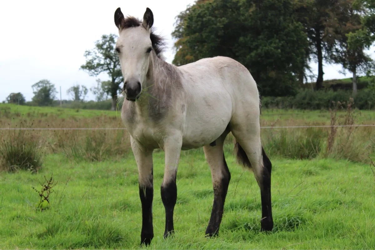 3 Connemara Foals - Image 1