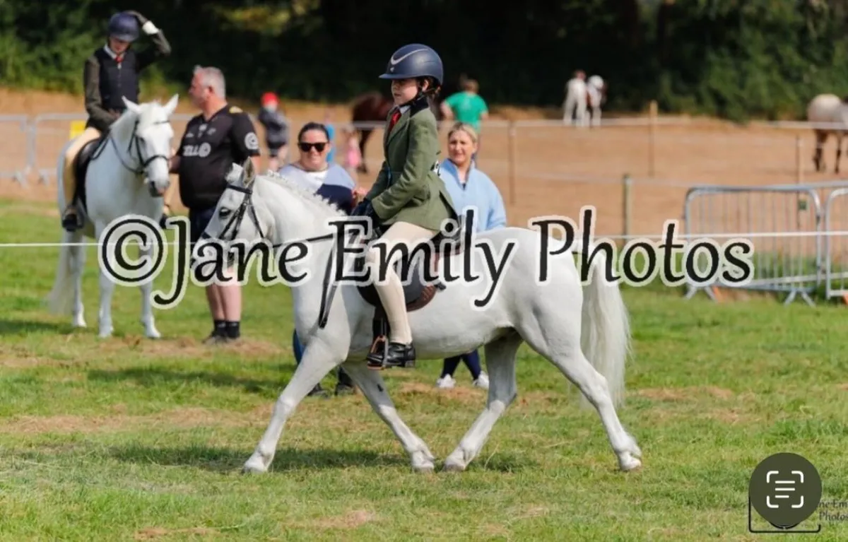 A pony - Image 2