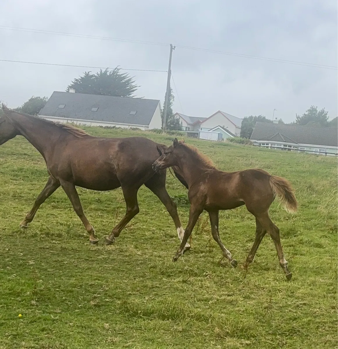 Kopperfield filly foal - Image 3