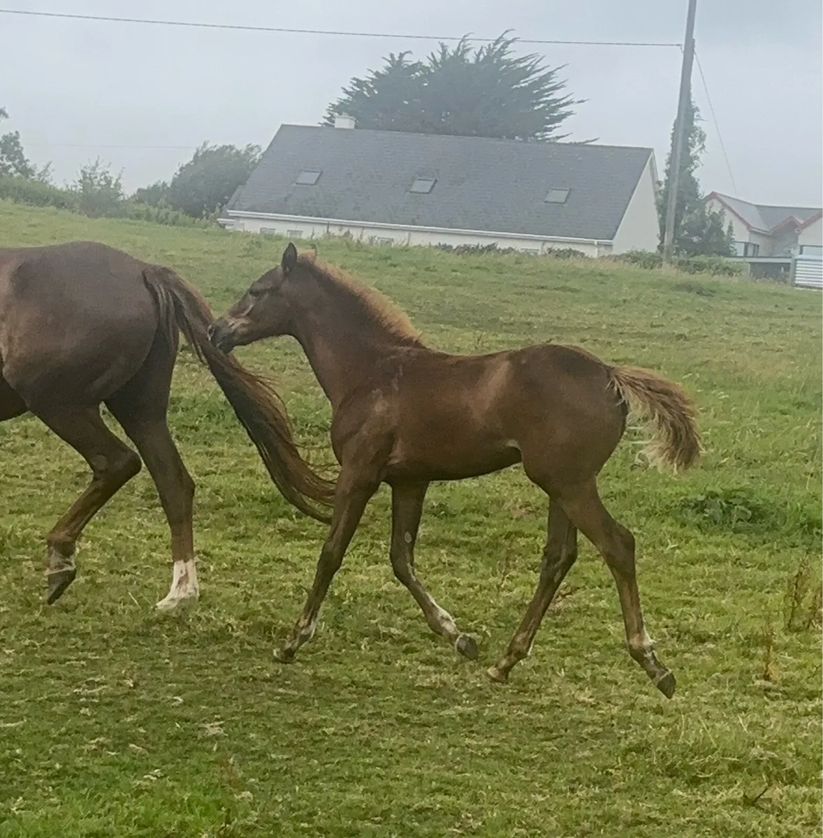 Kopperfield filly foal - Image 4