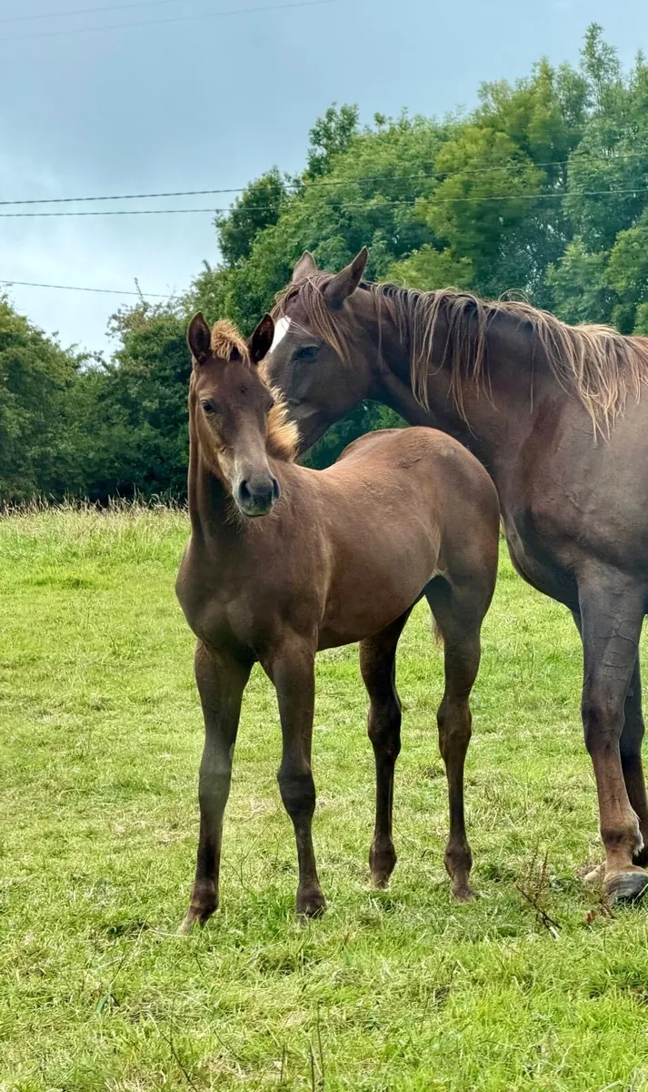 Kopperfield filly foal - Image 1