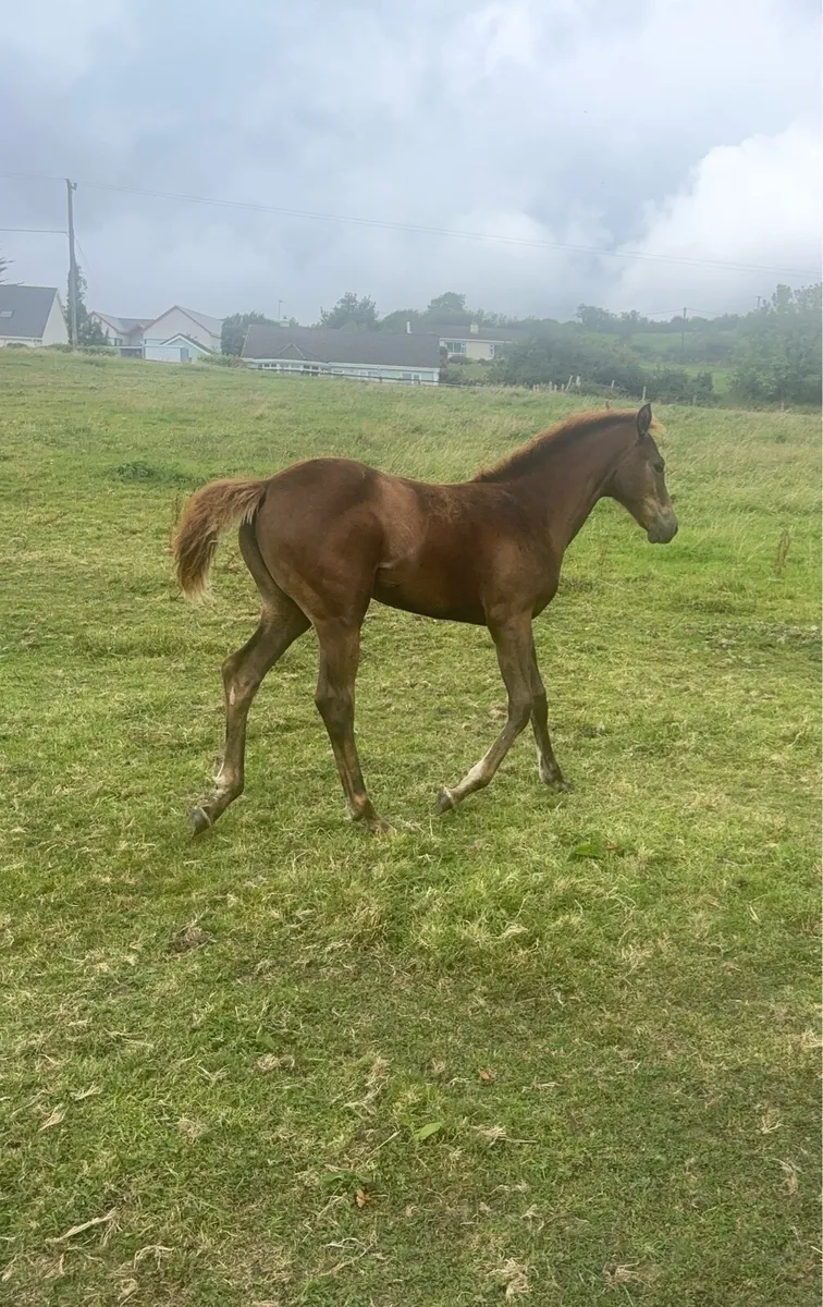 Kopperfield filly foal - Image 2
