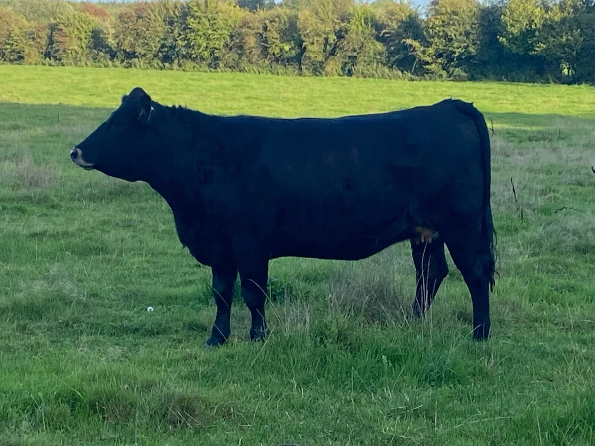 Exceptional receipient HEIFER pregnancy - Image 2