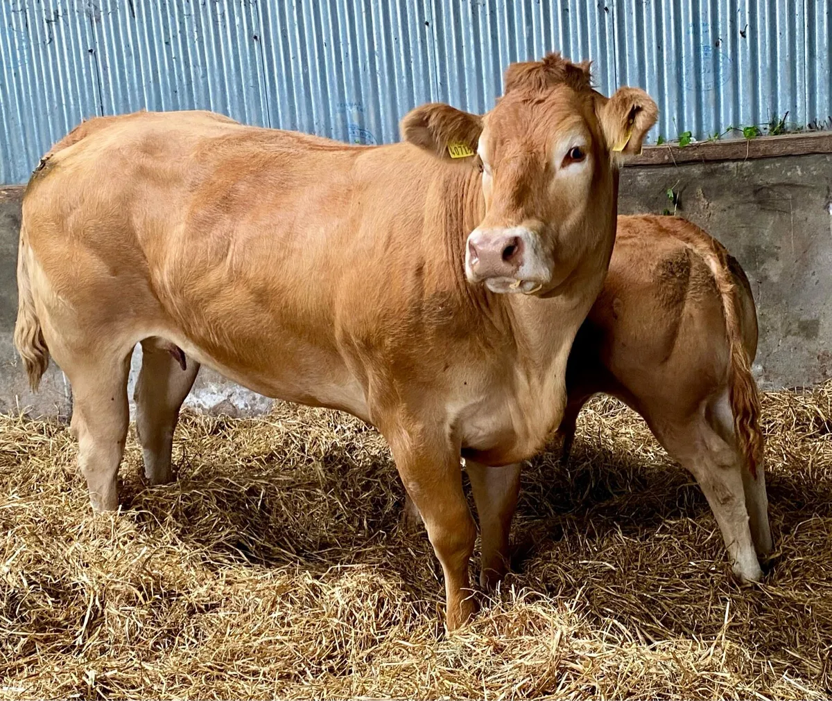 Exceptional receipient HEIFER pregnancy - Image 1