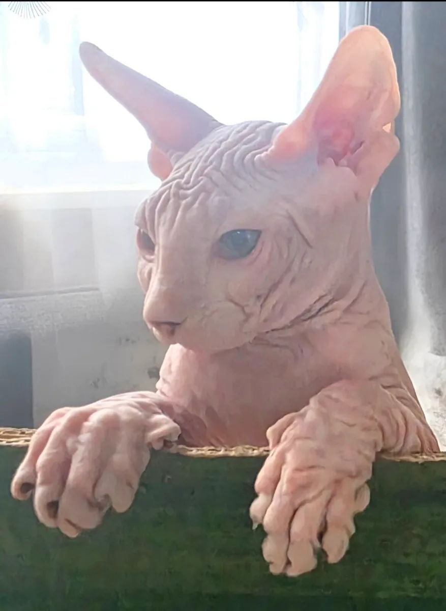 Sphynx - Image 2