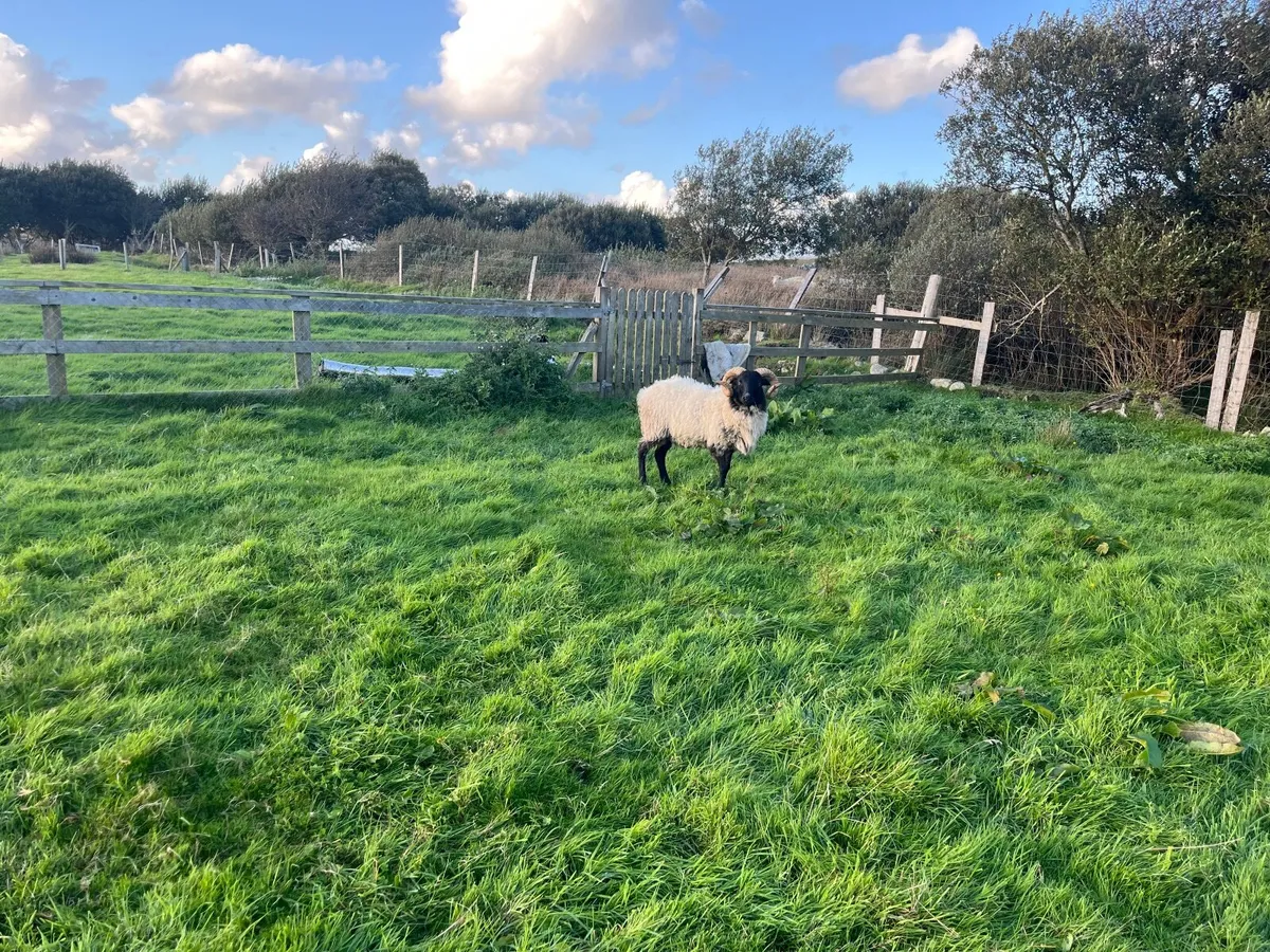 Scotch Hogget Ram - Image 2