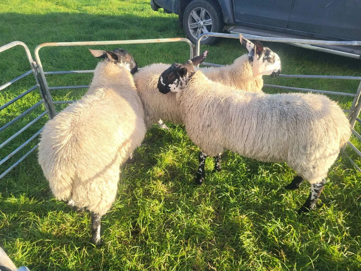 MILFORD AND BLUEFACED LEICESTER LAMB RAMS - Image 1