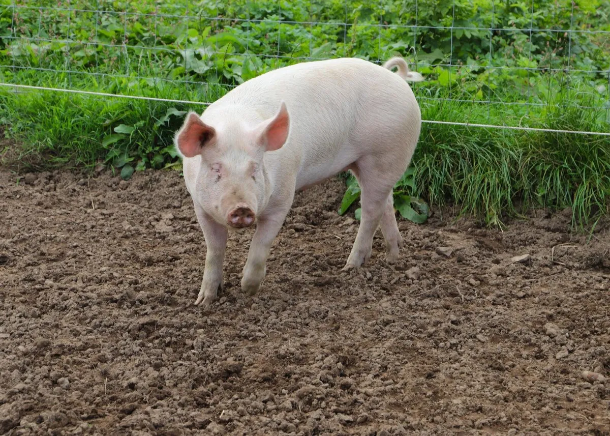 Sow - Image 1