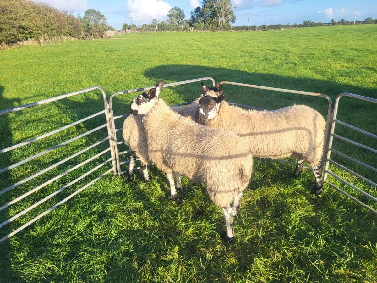 MILFORD AND BLUEFACED LEICESTER LAMB RAMS - Image 2