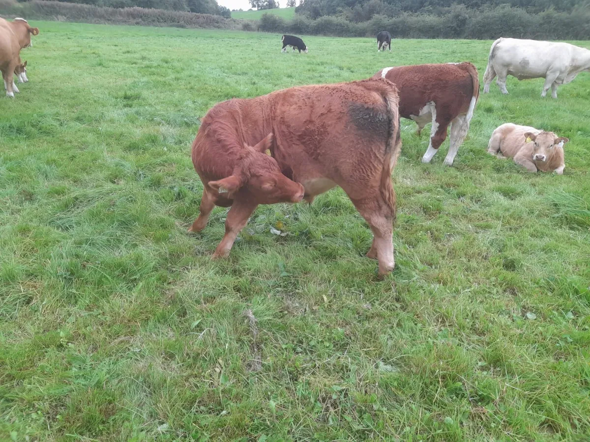 Organic Weanlings - Image 2