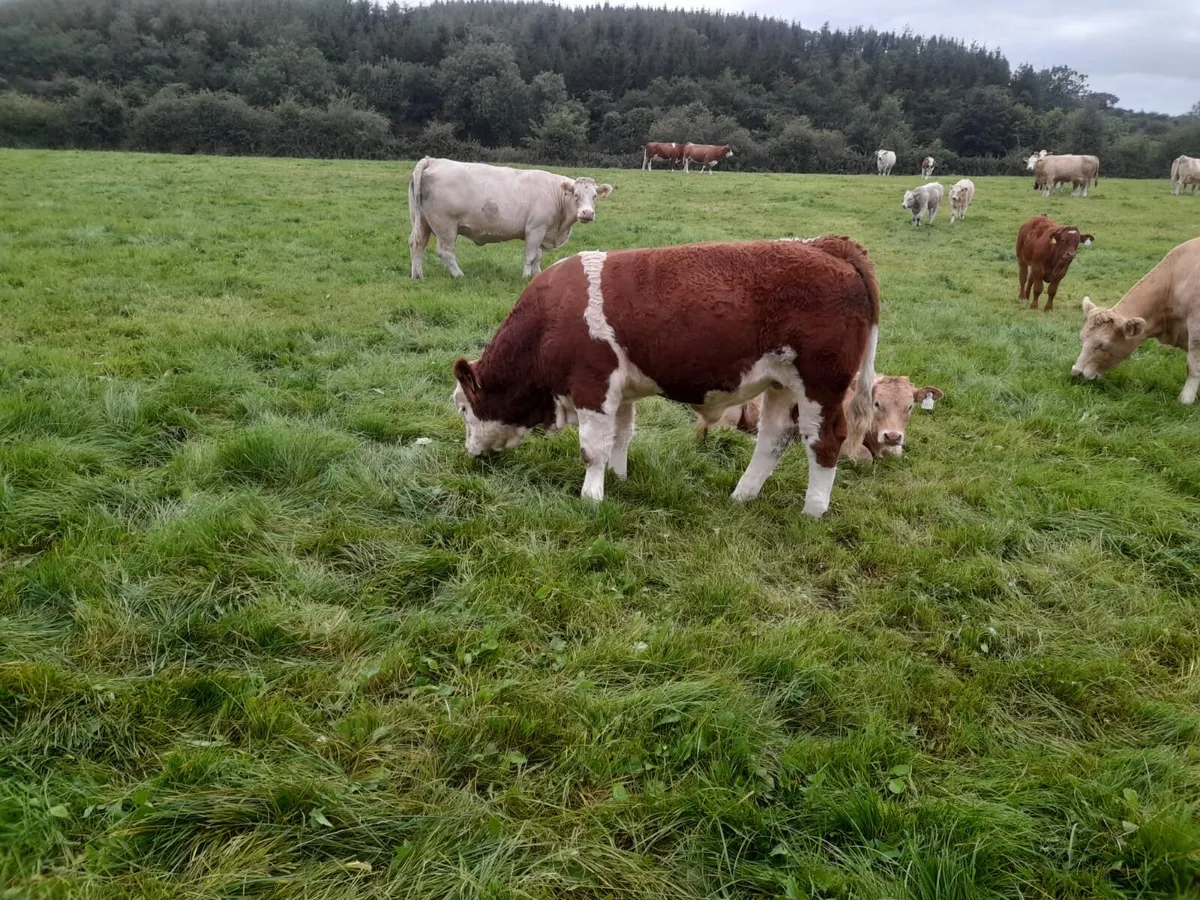 Organic Weanlings - Image 3