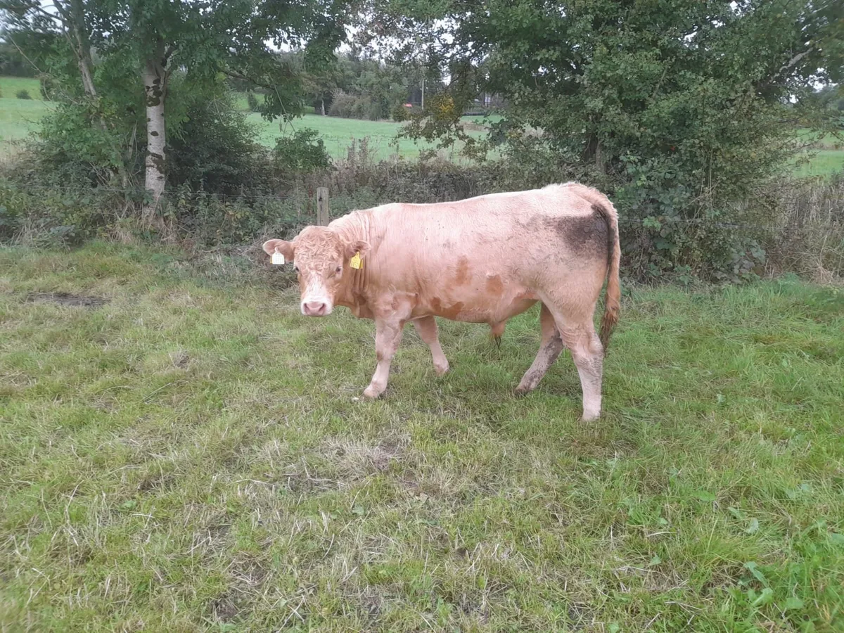 Organic Weanlings - Image 4