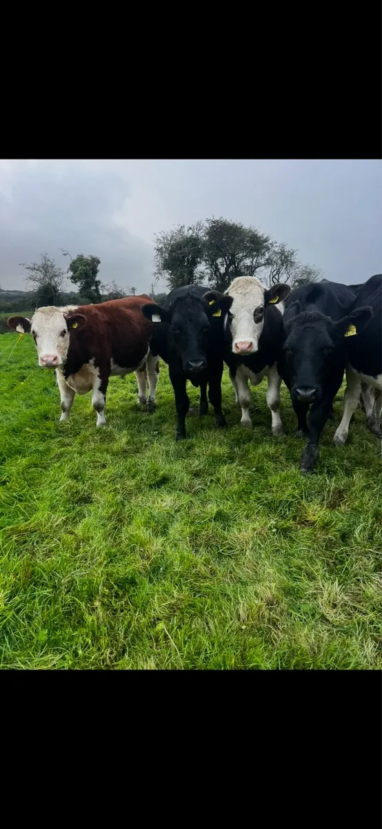 Angus/Hereford bullocks - Image 4
