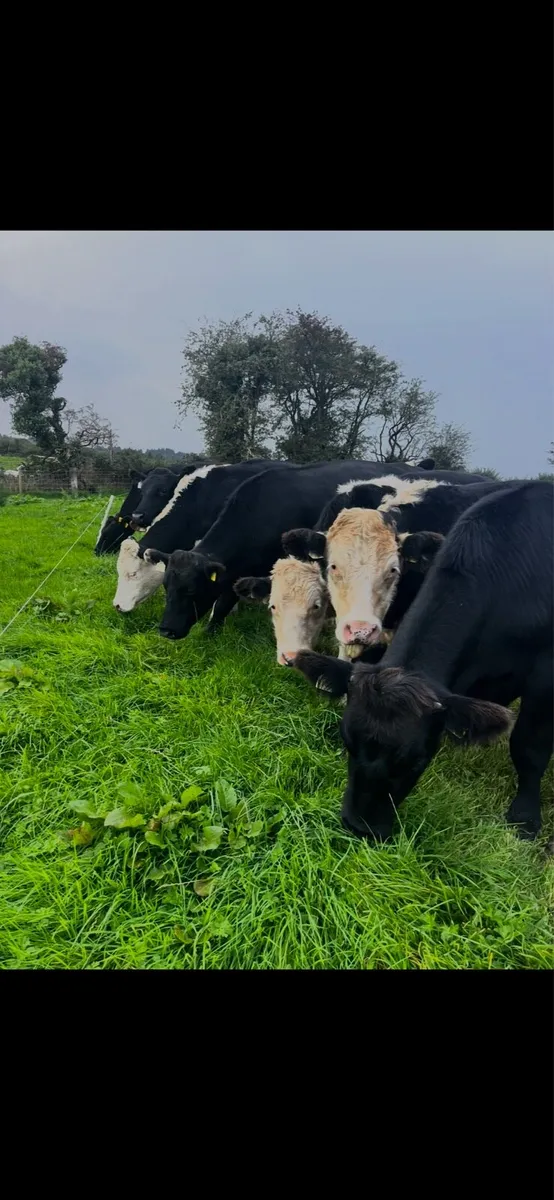 Angus/Hereford bullocks - Image 1
