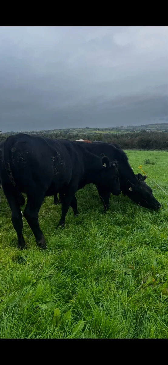 Angus/Hereford bullocks - Image 2