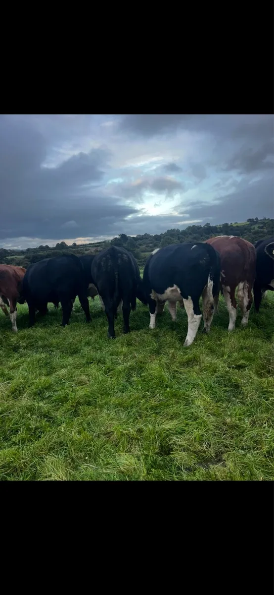 Angus/Hereford bullocks - Image 3