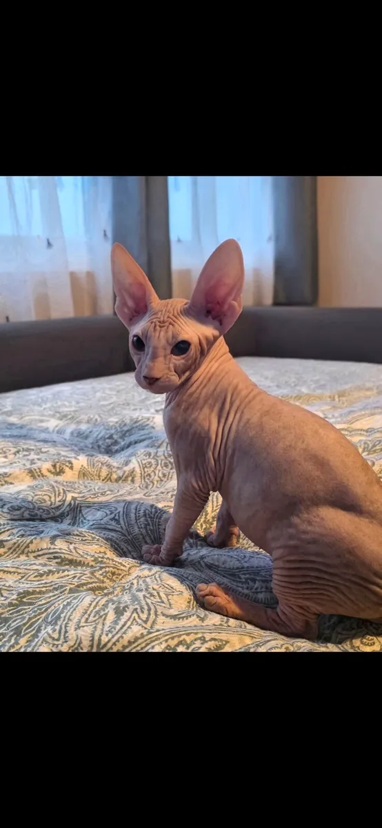 Sphynx - Image 1