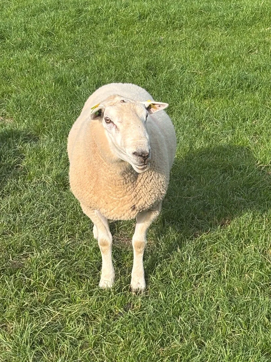 Belclare ram - Image 1
