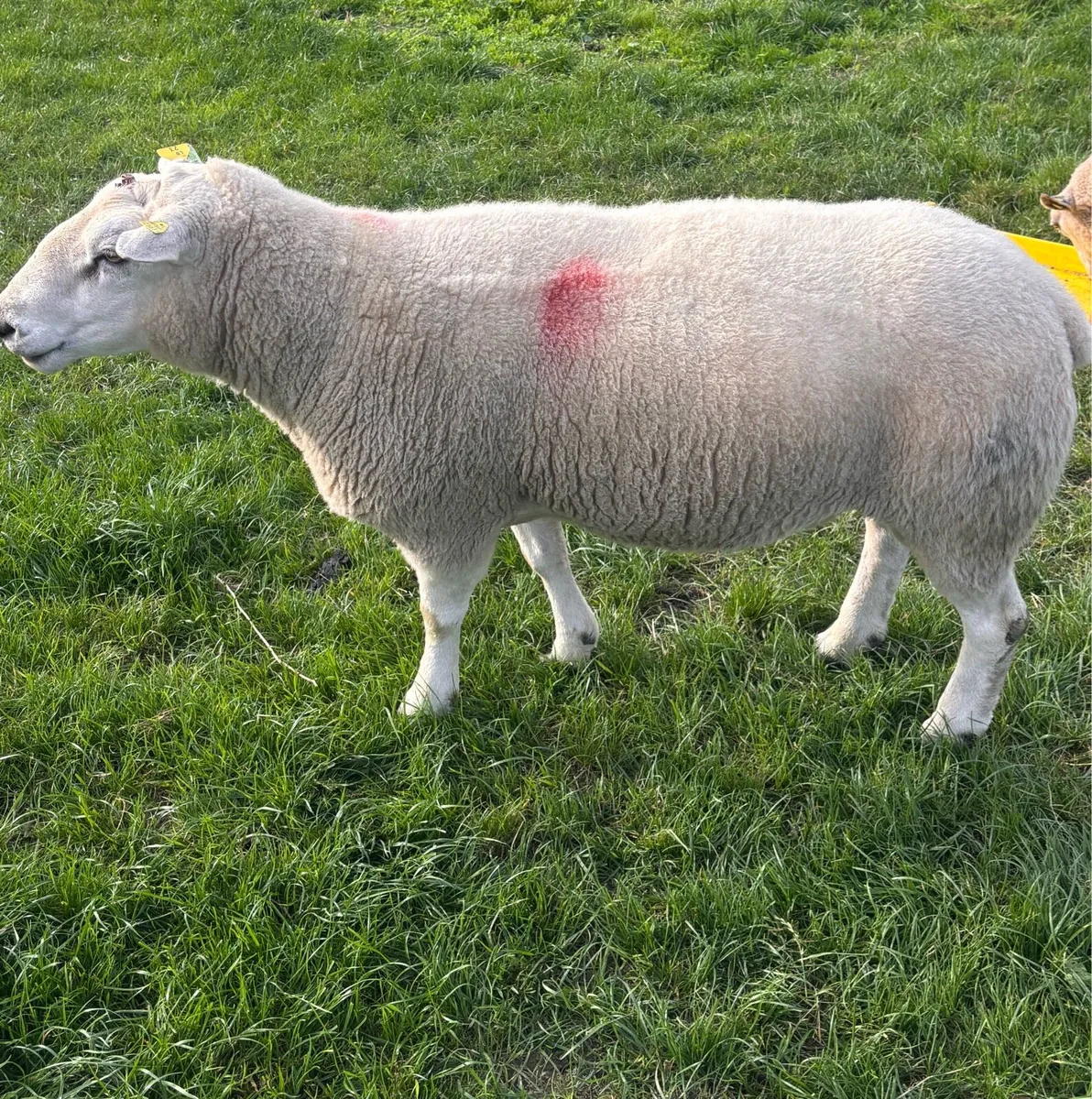 Belclare ram - Image 2