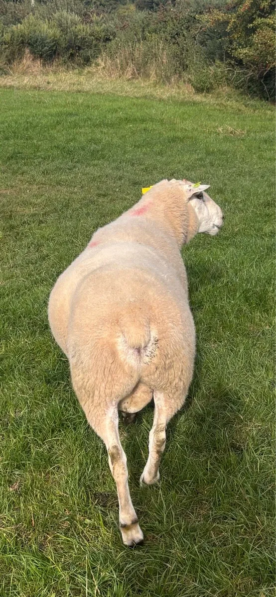 Belclare ram - Image 3