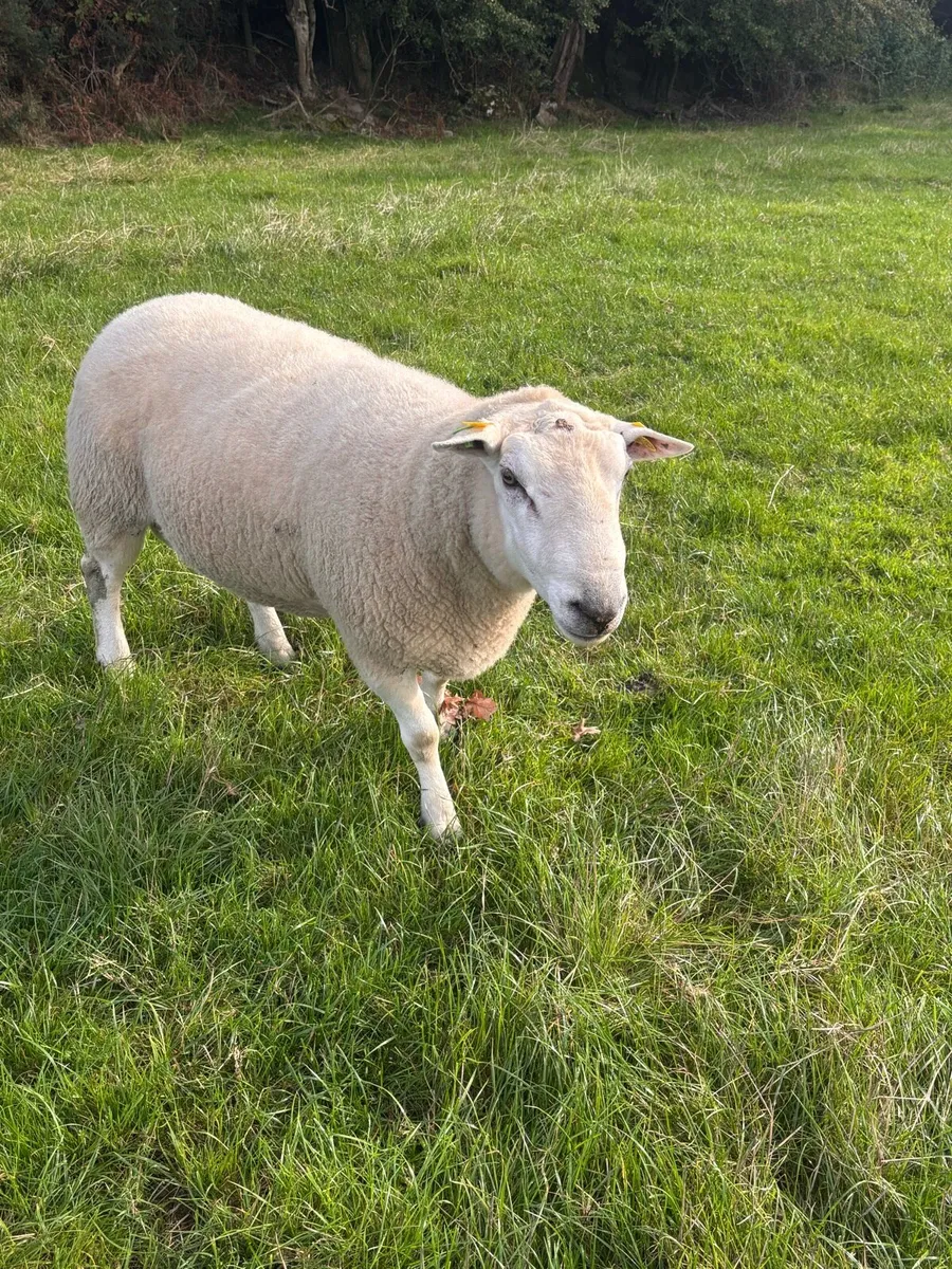 Belclare ram - Image 4