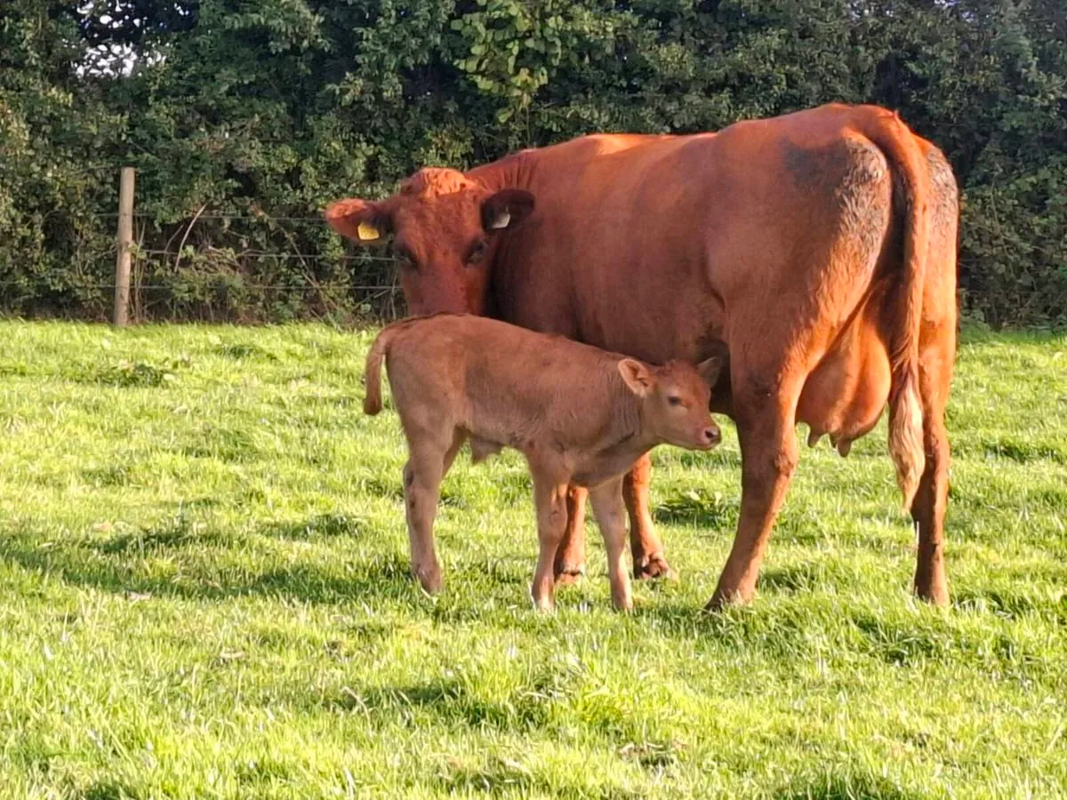 5 ☆ first calver, limousine bull calf at foot - Image 2