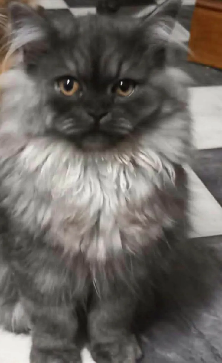 Beautiful Persian kittens - Image 1