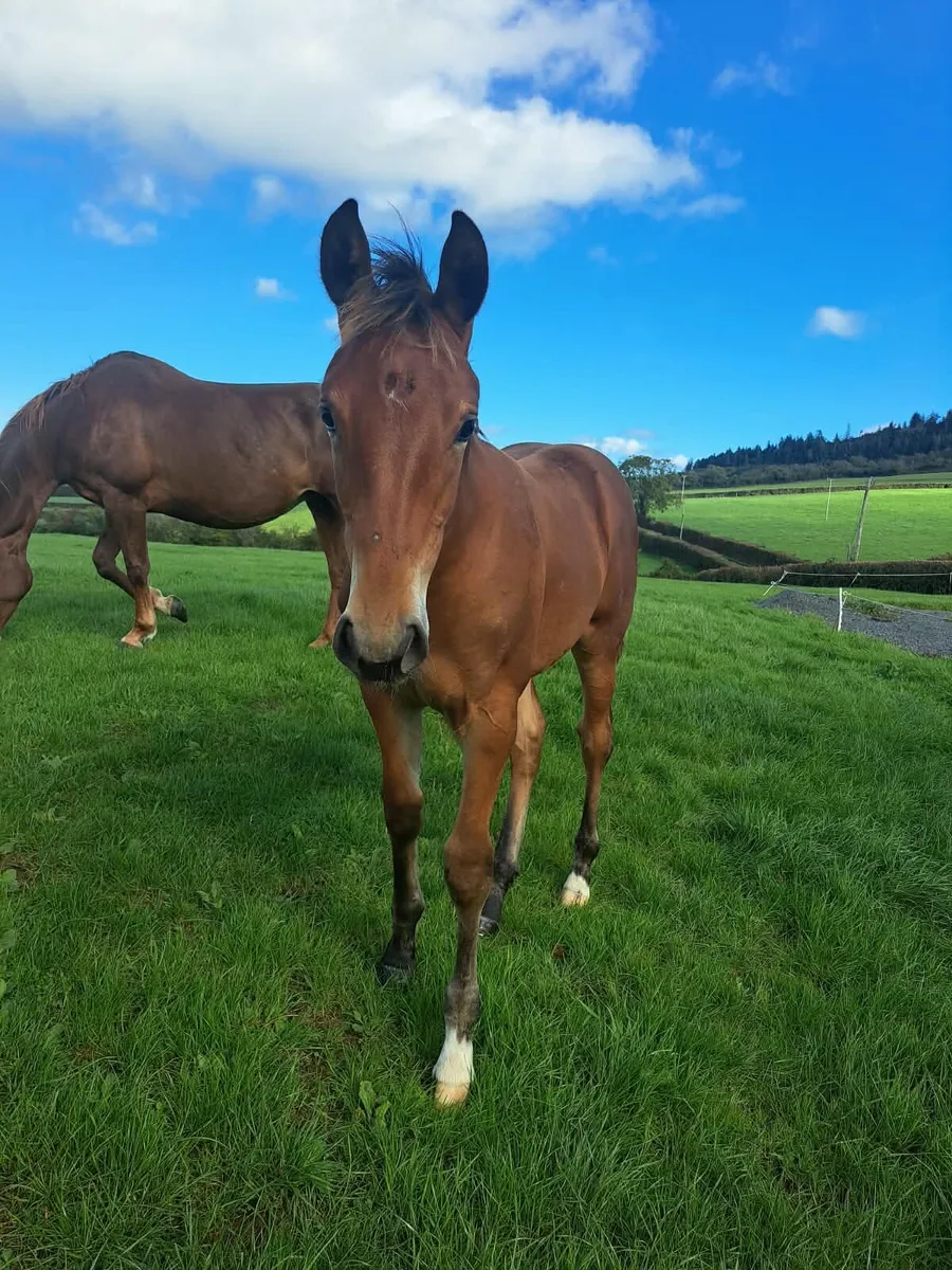 Foals for sale - Image 3