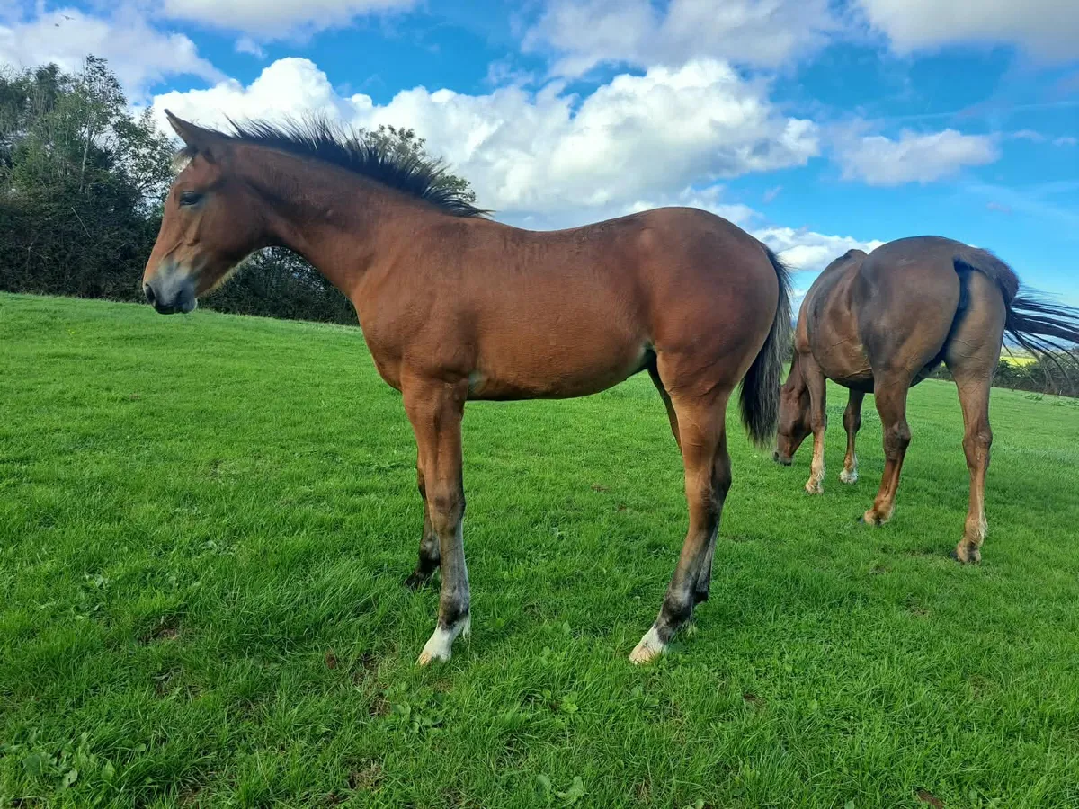 Foals for sale - Image 2