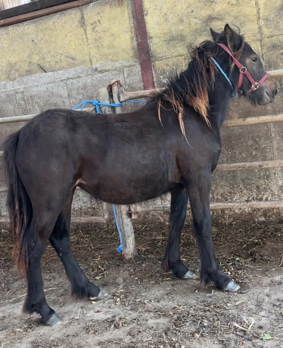CONNIE X COB FILLY - Image 1