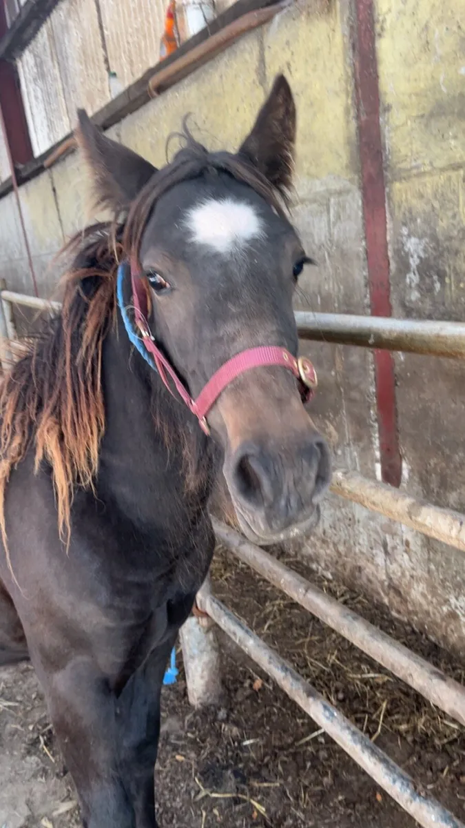 CONNIE X COB FILLY - Image 2