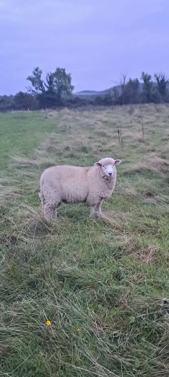 Galway Ram Lambs for Sale (Pure bred) - Image 1