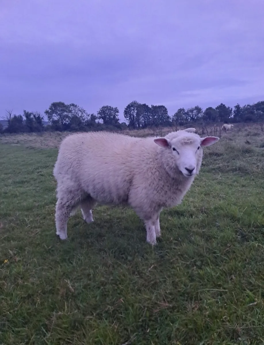 Galway Ram Lambs for Sale (Pure bred) - Image 2