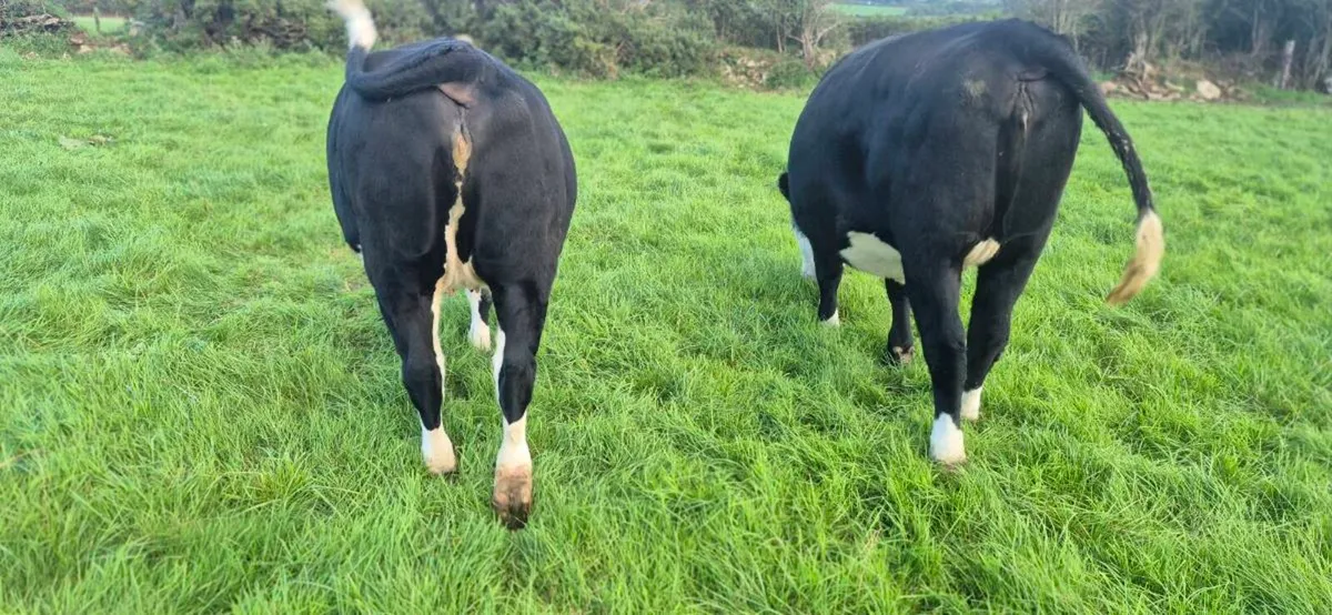 Hereford heifers for sale - Image 4