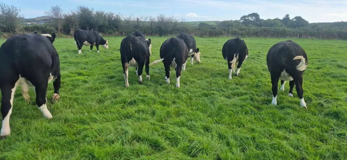 Hereford heifers for sale - Image 3