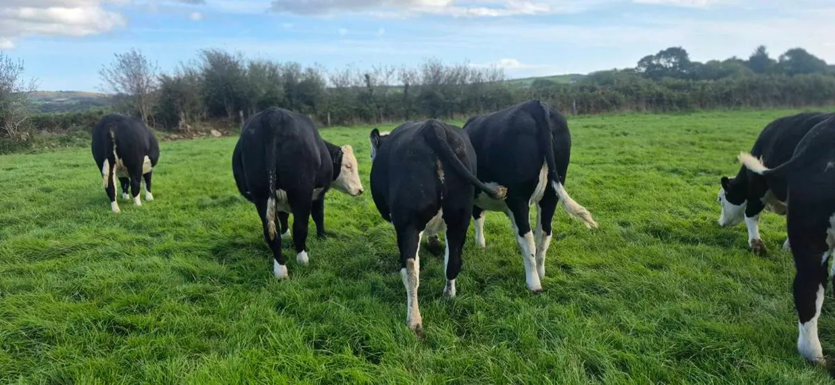 Hereford heifers for sale - Image 1