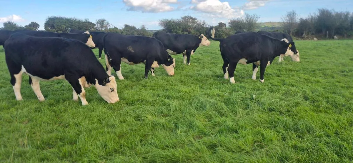 Hereford heifers for sale - Image 1