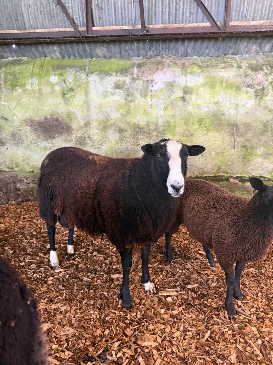 Organic Zwartble Hogget Rams & Ram Lambs - Image 2