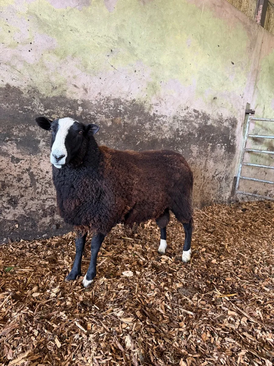 Organic Zwartble Hogget Rams & Ram Lambs - Image 1