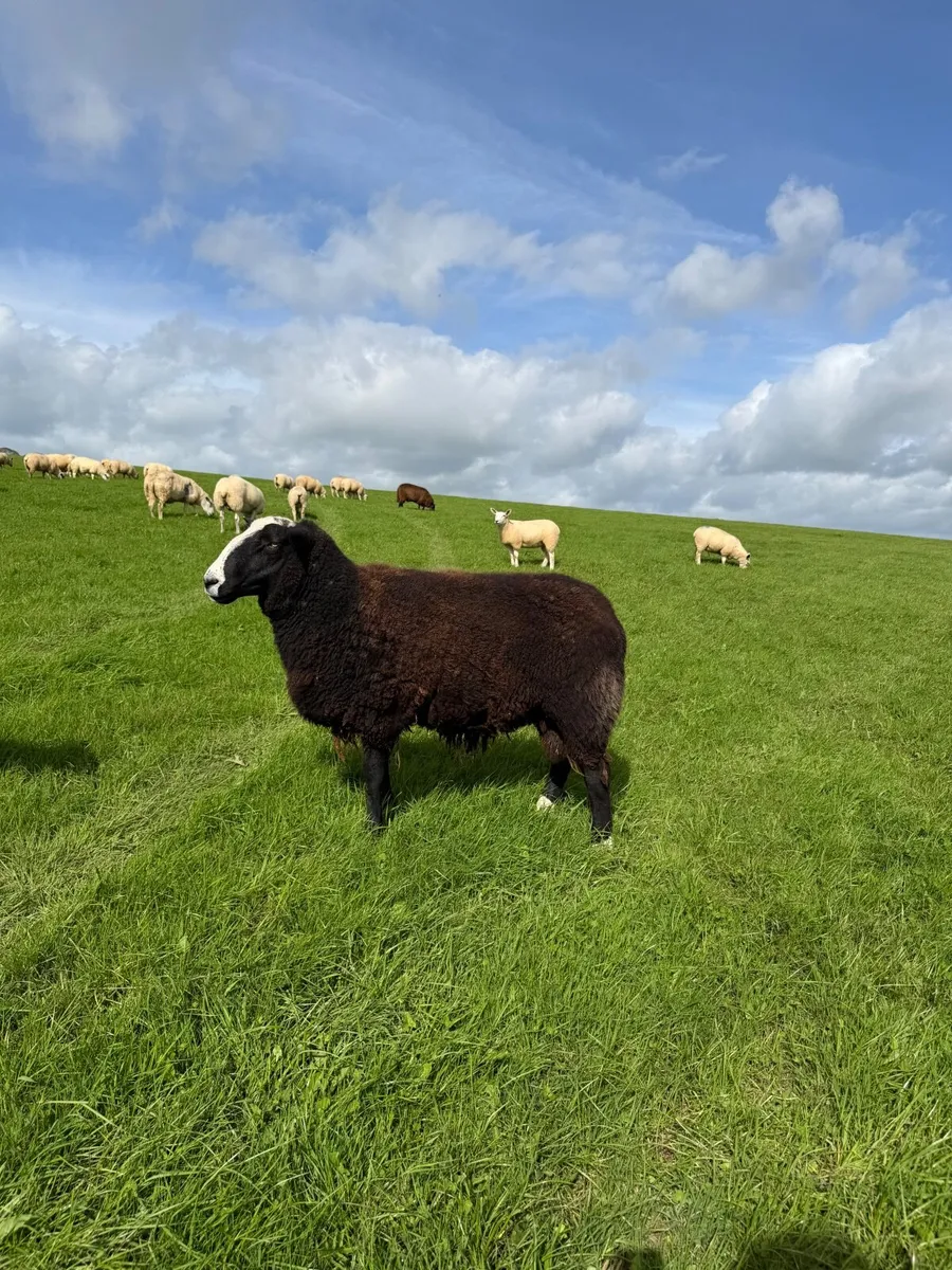 Organic Zwartble Hogget Rams & Ram Lambs - Image 3