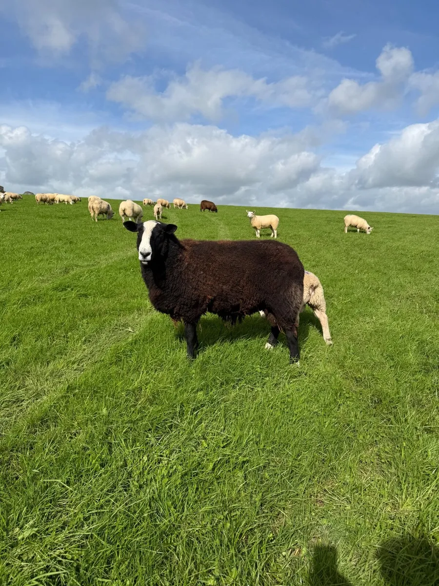 Organic Zwartble Hogget Rams & Ram Lambs - Image 4