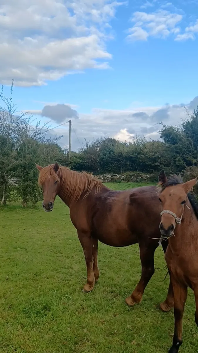 Class 1 Chestnut Connemara Mare - Image 1