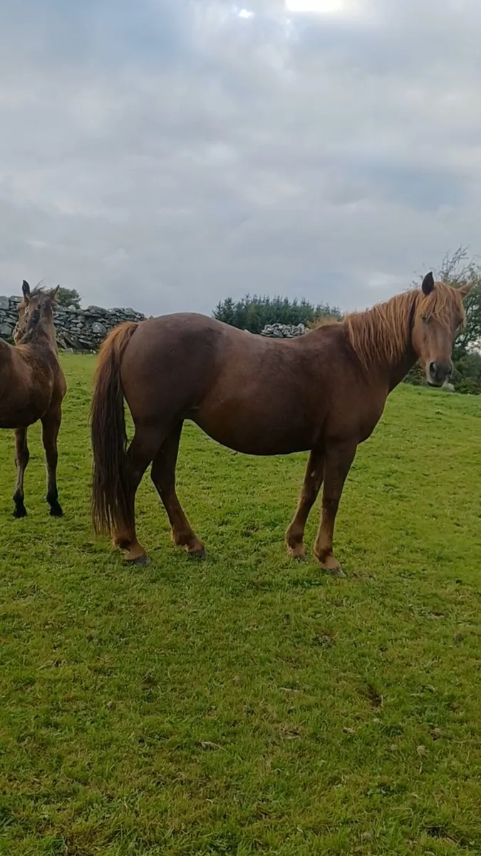 Class 1 Chestnut Connemara Mare - Image 4
