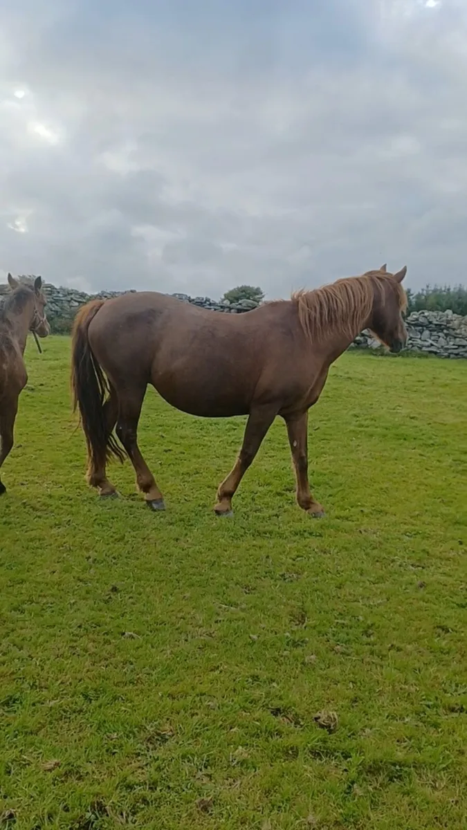 Class 1 Chestnut Connemara Mare - Image 2
