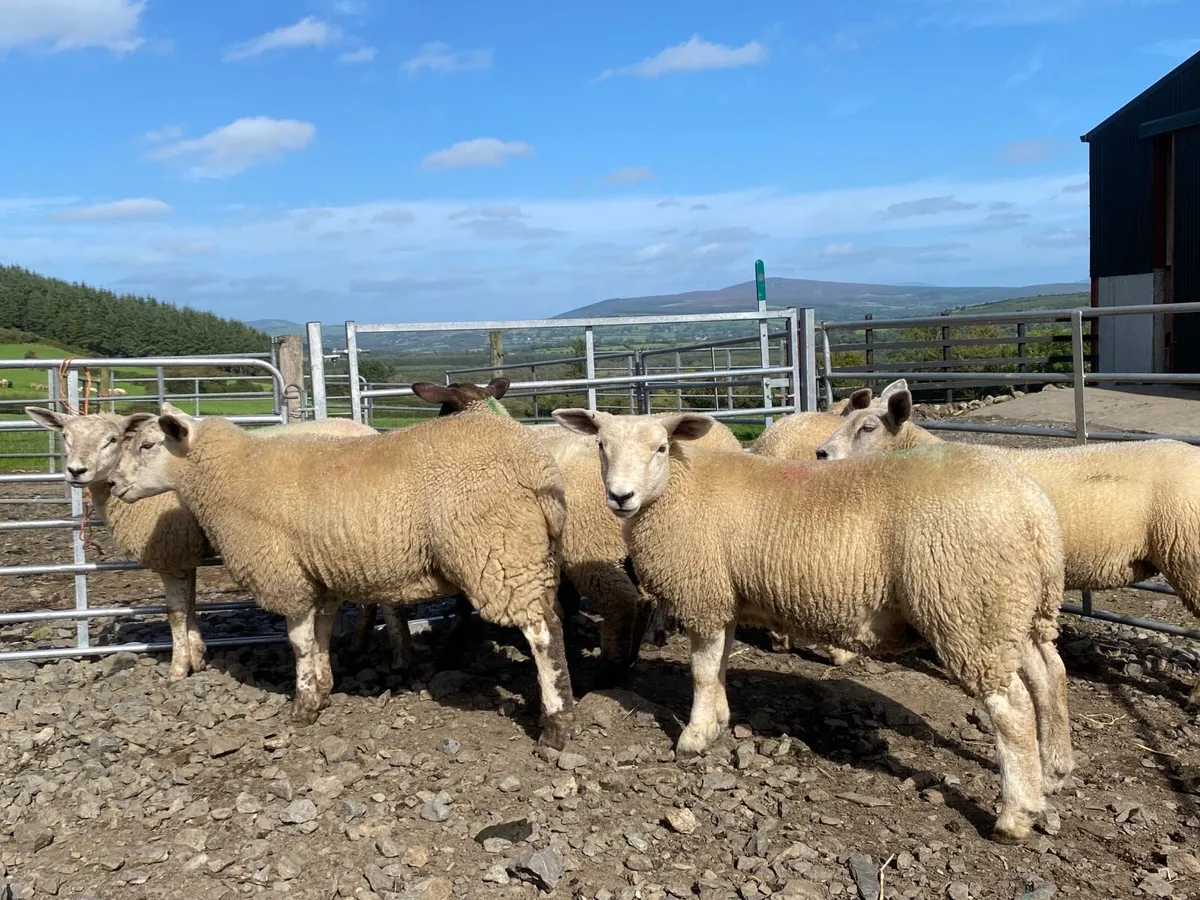 Ewe lambs New Ross Mart - Image 1
